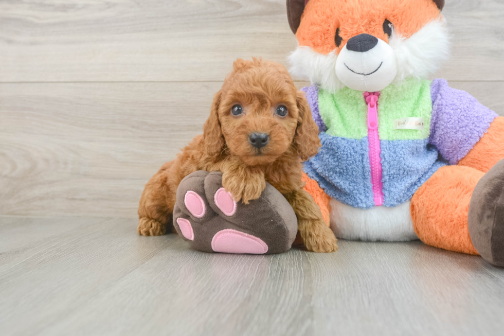 Popular Mini Goldendoodle Poodle Mix Pup