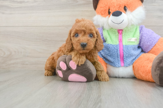 Popular Mini Goldendoodle Poodle Mix Pup