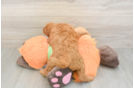 Hypoallergenic Mini Goldiepoo Poodle Mix Puppy