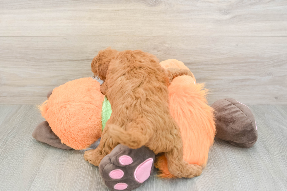 Hypoallergenic Mini Goldiepoo Poodle Mix Puppy