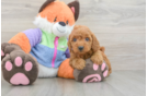 Friendly Mini Goldendoodle Baby