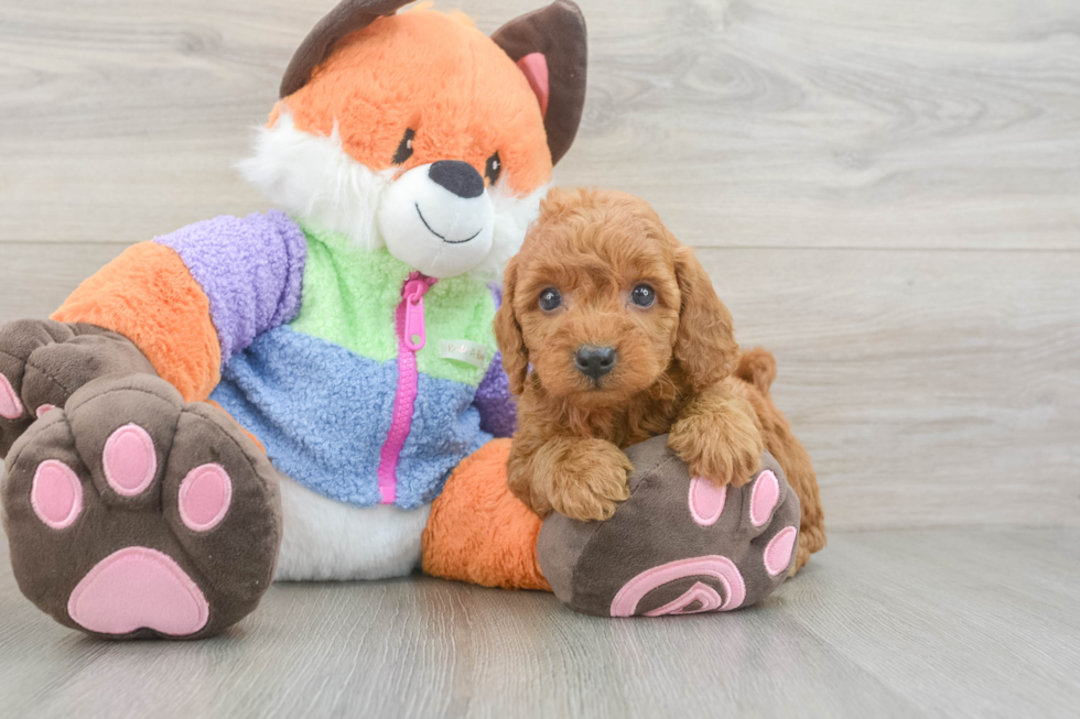 Friendly Mini Goldendoodle Baby