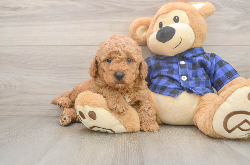 5 week old Mini Goldendoodle Puppy For Sale - Florida Fur Babies