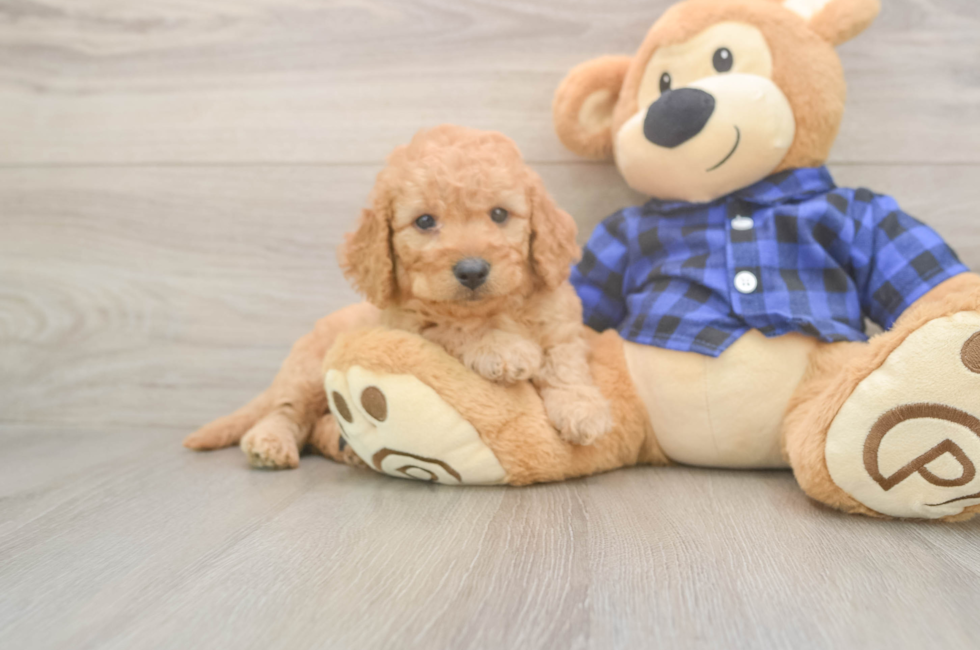 6 week old Mini Goldendoodle Puppy For Sale - Florida Fur Babies
