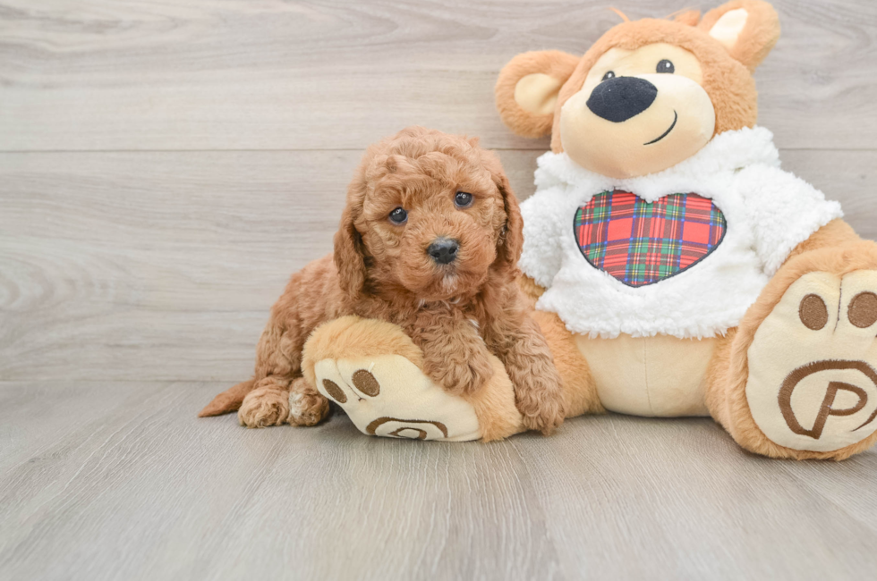 5 week old Mini Goldendoodle Puppy For Sale - Florida Fur Babies