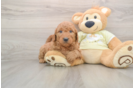 Mini Goldendoodle Puppy for Adoption