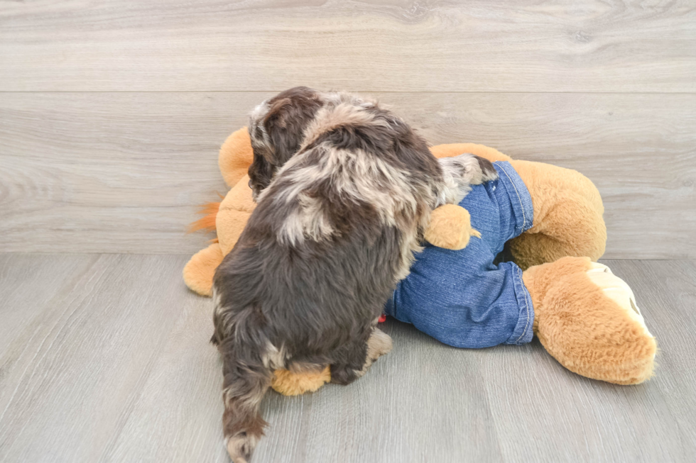 Mini Goldendoodle Puppy for Adoption