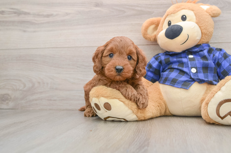 Friendly Mini Goldendoodle Baby