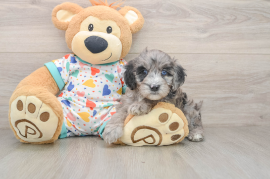 Mini Goldendoodle Puppy for Adoption