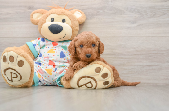 Smart Mini Goldendoodle Poodle Mix Pup