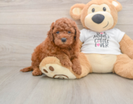 7 week old Mini Goldendoodle Puppy For Sale - Florida Fur Babies
