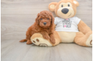 Mini Goldendoodle Pup Being Cute