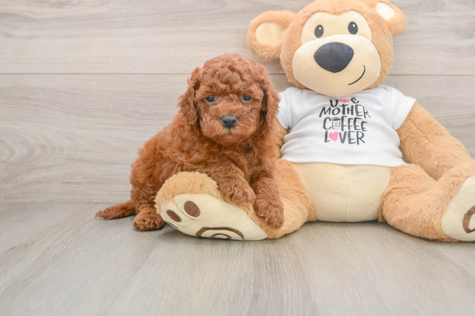 Mini Goldendoodle Pup Being Cute