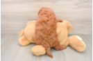 Petite Mini Goldendoodle Poodle Mix Pup