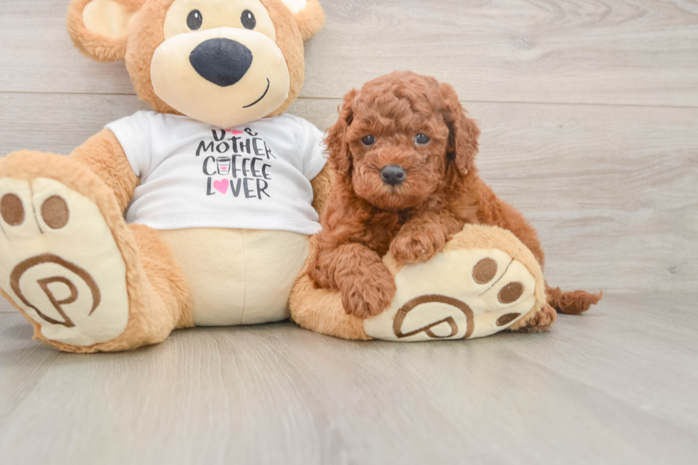 Energetic Golden Doodle Poodle Mix Puppy