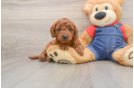 Best Mini Goldendoodle Baby