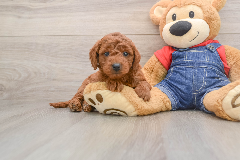 Best Mini Goldendoodle Baby