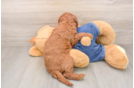 Mini Goldendoodle Puppy for Adoption