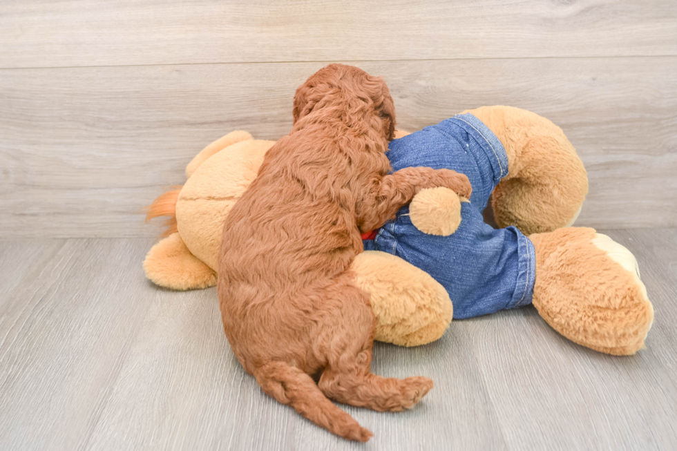 Mini Goldendoodle Puppy for Adoption