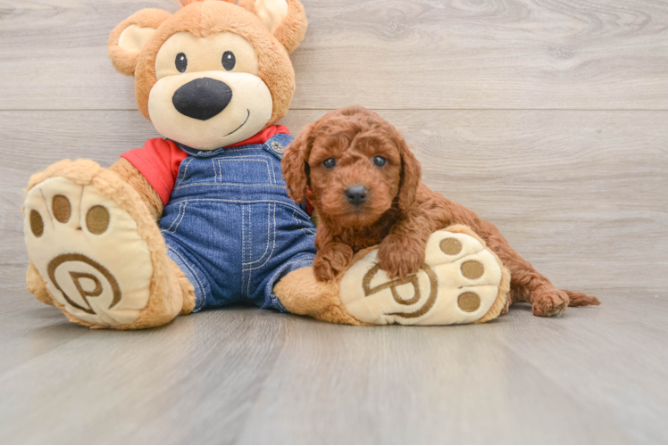 Small Mini Goldendoodle Baby