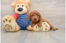 Small Mini Goldendoodle Baby