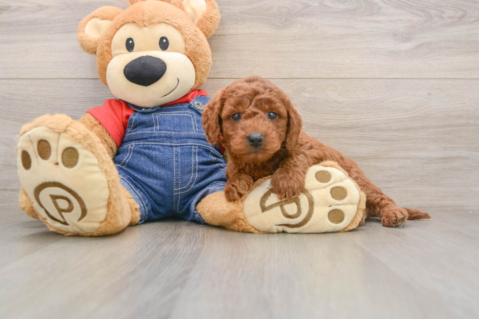 Small Mini Goldendoodle Baby