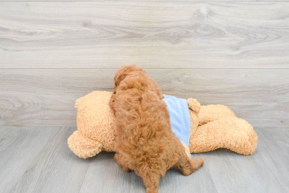 Little Golden Retriever Poodle Mix Puppy