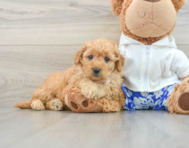 8 week old Mini Goldendoodle Puppy For Sale - Florida Fur Babies