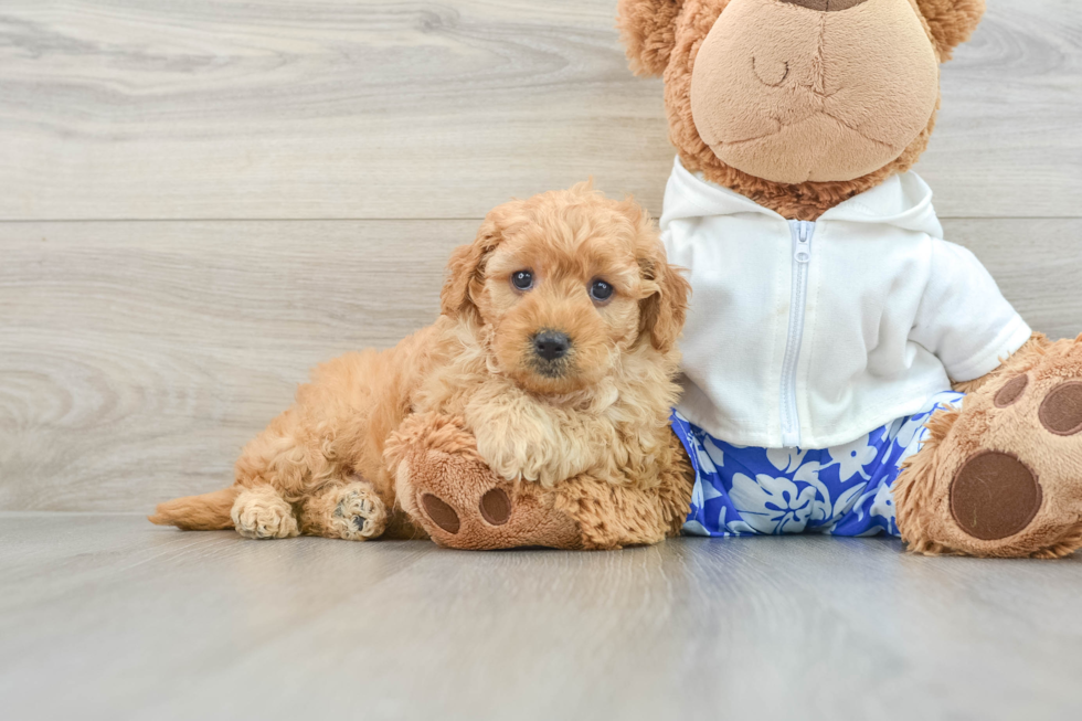 Friendly Mini Goldendoodle Baby