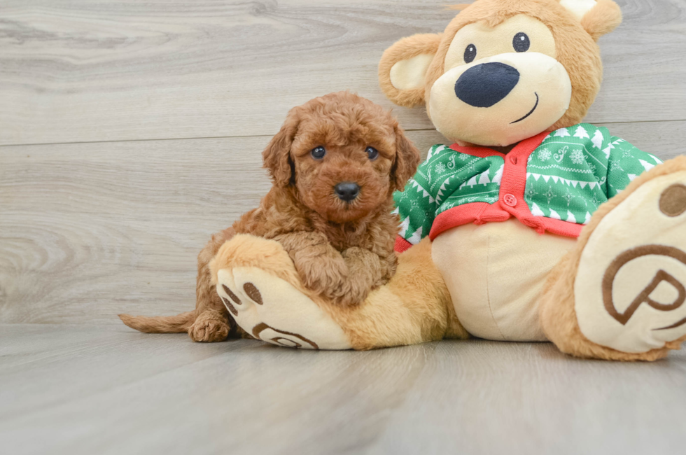 5 week old Mini Goldendoodle Puppy For Sale - Florida Fur Babies