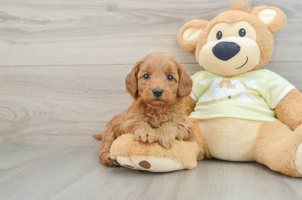 7 week old Mini Goldendoodle Puppy For Sale - Florida Fur Babies