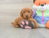 7 week old Mini Goldendoodle Puppy For Sale - Florida Fur Babies