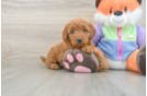 Mini Goldendoodle Pup Being Cute