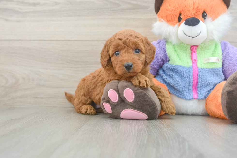 Mini Goldendoodle Pup Being Cute