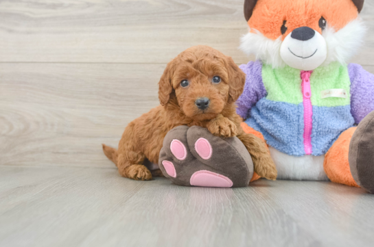 Mini Goldendoodle Pup Being Cute