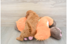 Playful Mini Groodle Poodle Mix Puppy