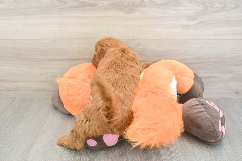 Playful Mini Groodle Poodle Mix Puppy