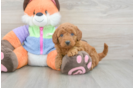Sweet Mini Goldendoodle Baby