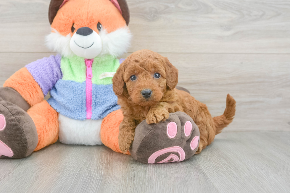 Sweet Mini Goldendoodle Baby