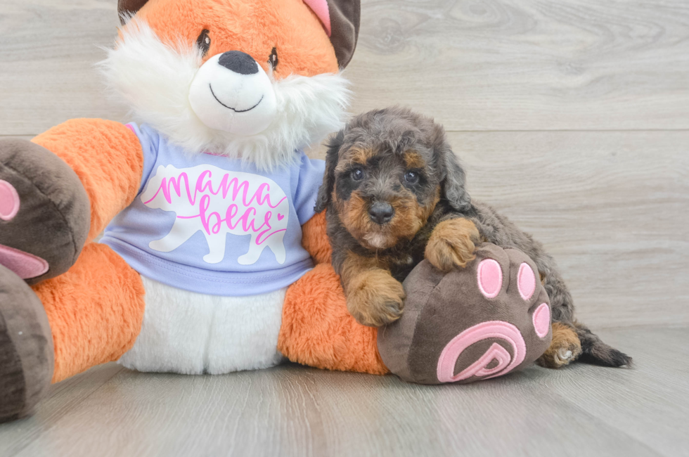 5 week old Mini Goldendoodle Puppy For Sale - Florida Fur Babies