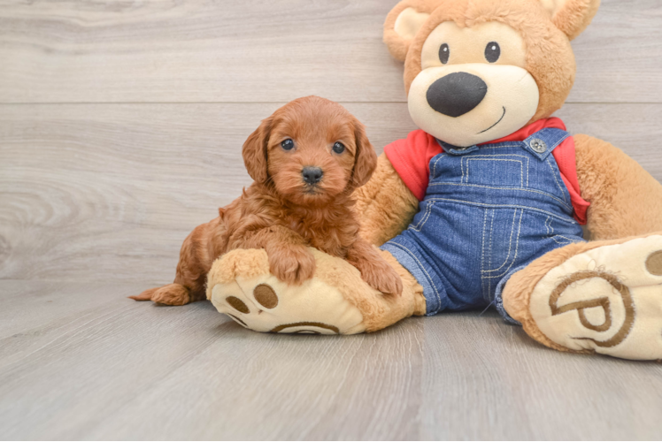 Best Mini Goldendoodle Baby