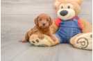 Best Mini Goldendoodle Baby