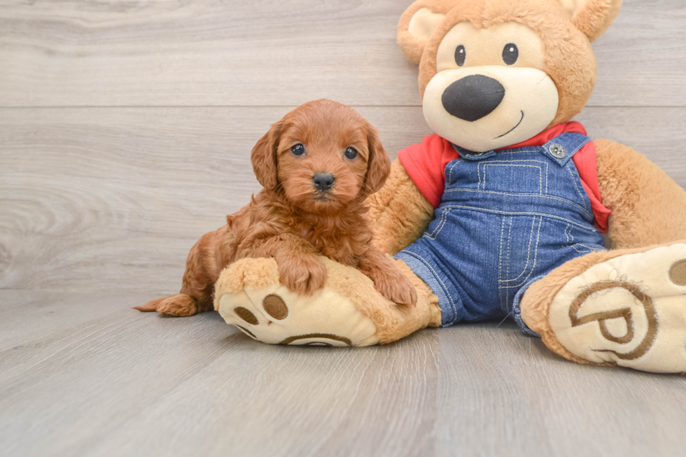 Best Mini Goldendoodle Baby