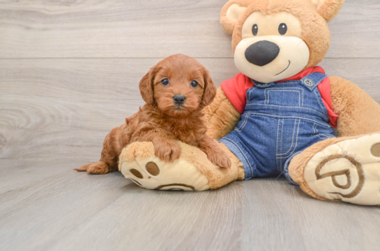 Best Mini Goldendoodle Baby