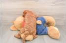Small Mini Goldendoodle Baby
