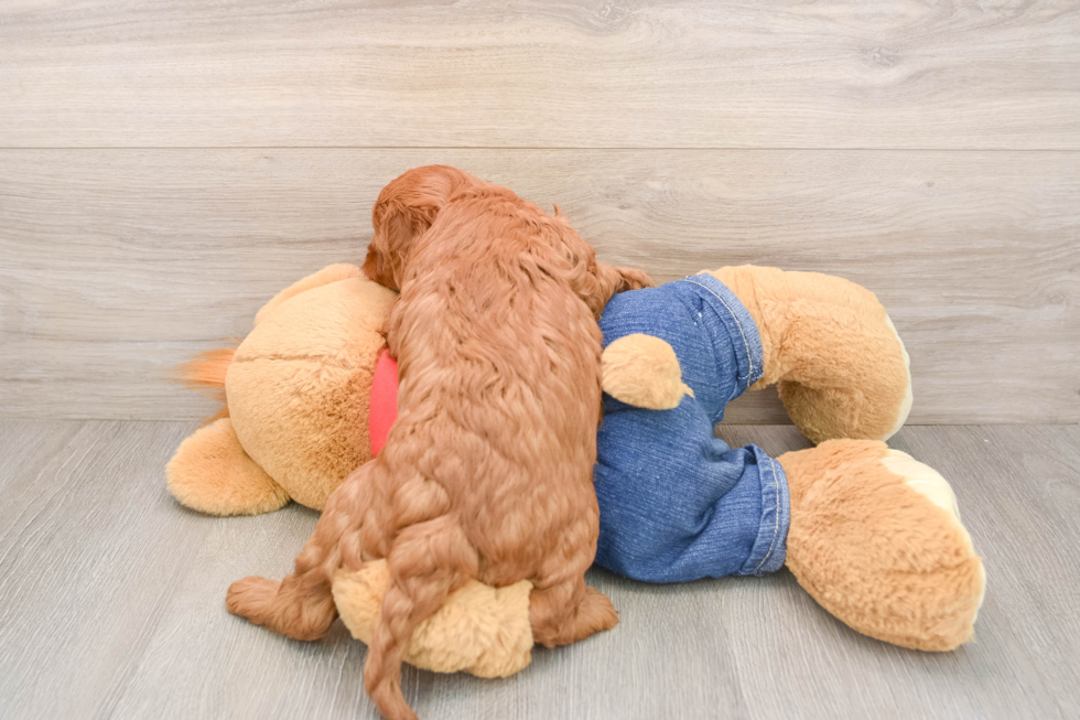Small Mini Goldendoodle Baby