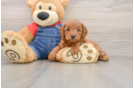 Mini Goldendoodle Pup Being Cute