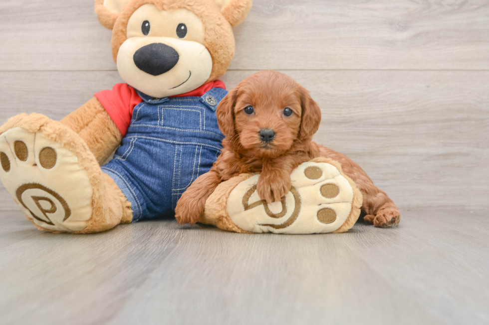Mini Goldendoodle Pup Being Cute