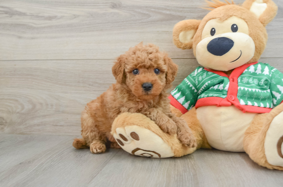 5 week old Mini Goldendoodle Puppy For Sale - Florida Fur Babies