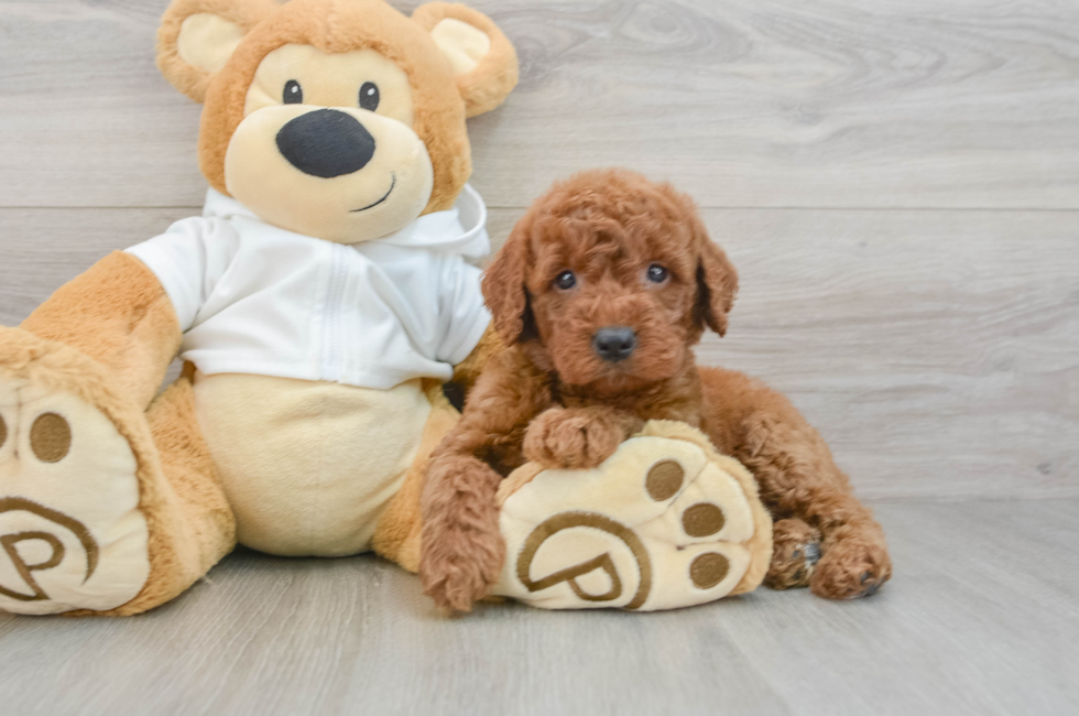 5 week old Mini Goldendoodle Puppy For Sale - Florida Fur Babies